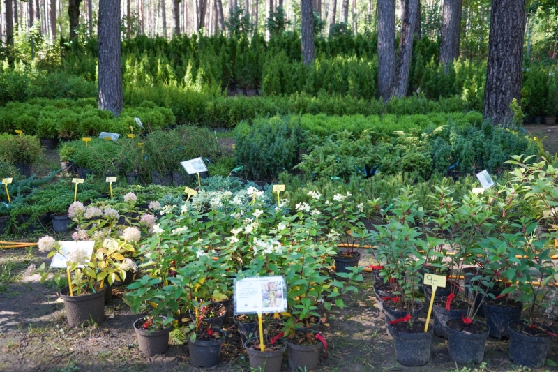 hortenzijas