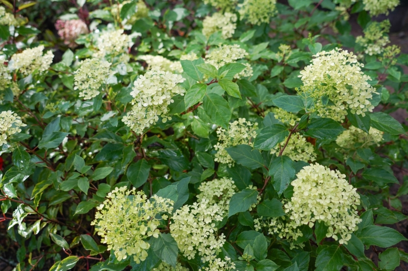 hortenzijas
