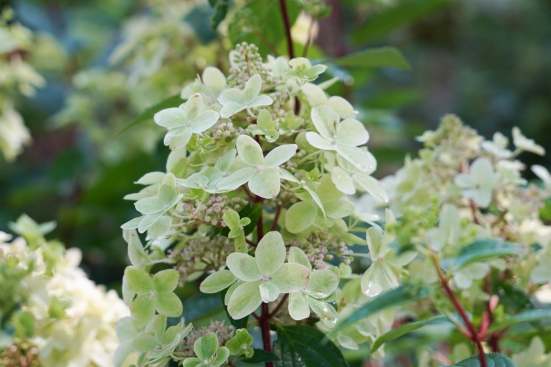 hortenzijas