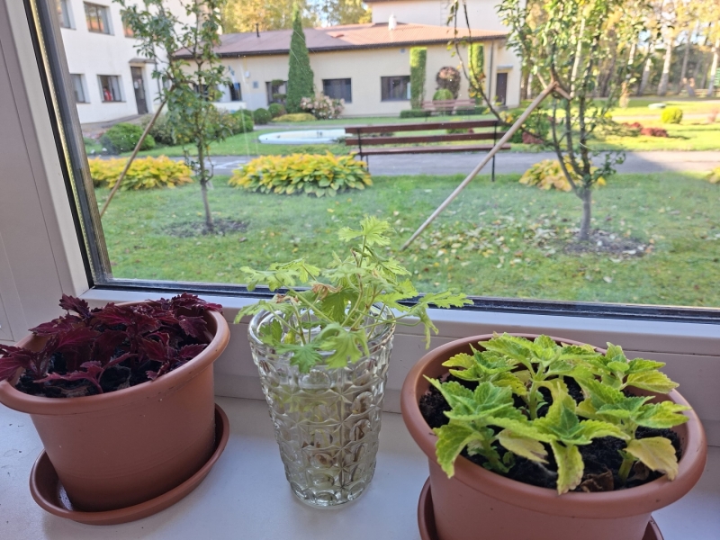 naujenes skola