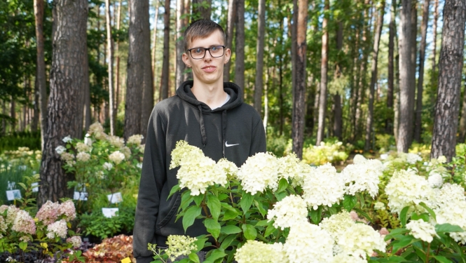 hortenzijas