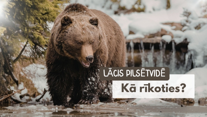 lācis
