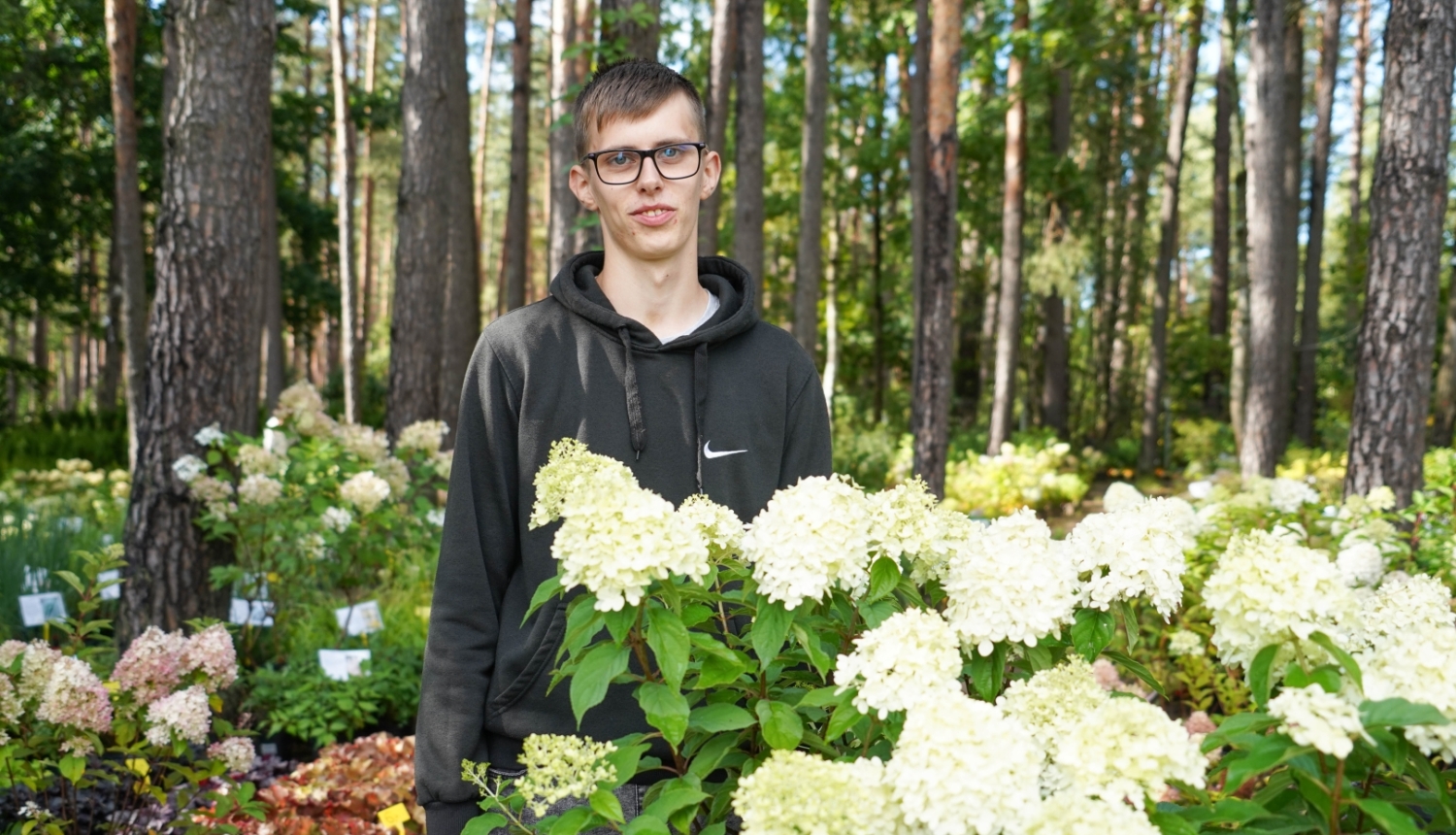 hortenzijas