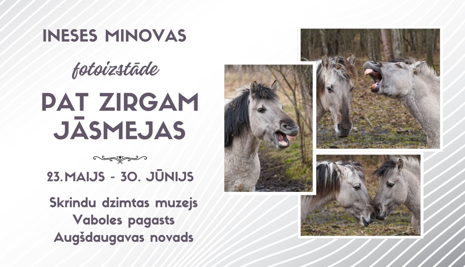 zirgs