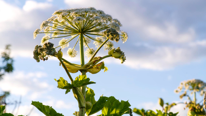 Latvānis ar debesīm fonā
