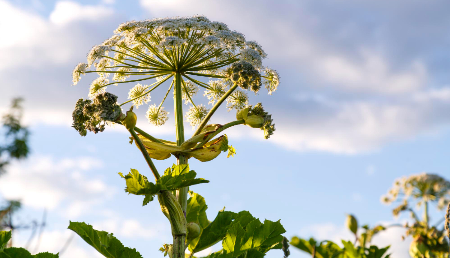 Latvānis ar debesīm fonā